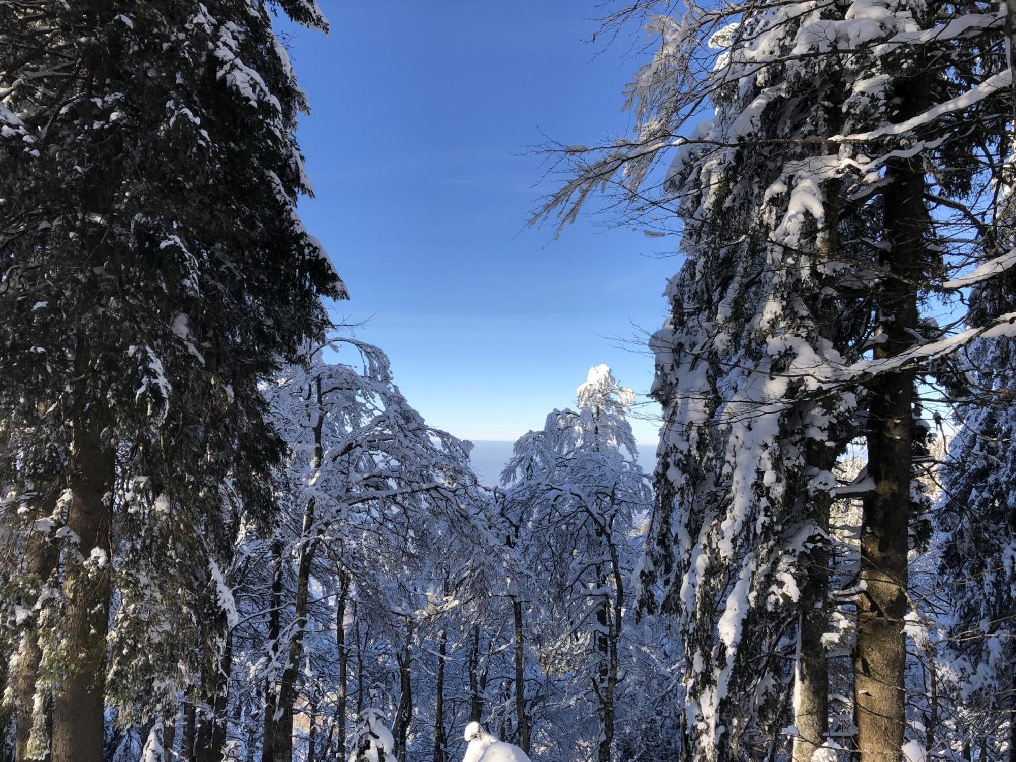 Dom wakacyjny Schwarzwaldhimmel *